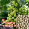 基地批發(fā) 果樹苗盆栽開心果苗長果阿月渾子9月上旬成熟 盆栽果樹