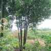 浙江地區供應叢生香樟