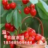 批發(fā)果樹苗 國外引進品種【沙米豆櫻桃 車厘子】 特大果櫻桃樹苗