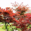 浙江紅楓 浙江紅楓基地 浙江紅楓價格