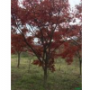 原生紅楓夏天報價/浙江原生紅楓夏天報價