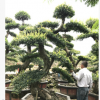 福建漳州 造型榆樹 榆樹樁景農(nóng)戶直接報價