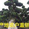 福建小葉榕盆景價格 批發(fā) 榕樹盆景報價 規(guī)格齊全