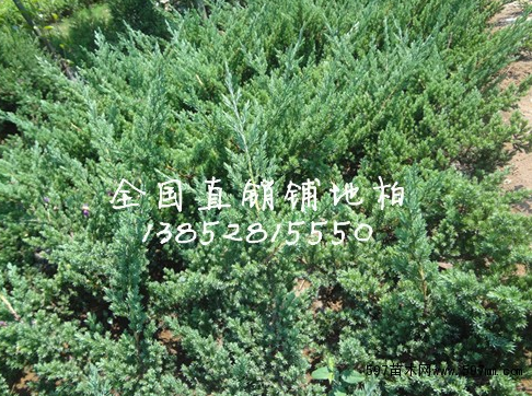 各種榕樹批發 盆景 樹樁 綠化規格樹 大型榕樹5cm-150cm