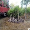 基地苗圃直銷批發(fā)高桿丁香樹(shù)苗嫁接白黃紫丁香花小區(qū)別墅綠化苗木