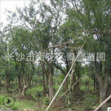 樸樹 黃果 基地直銷 別墅綠化 工程用苗