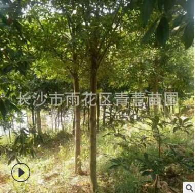 杜英 成活率高 價格優惠 別墅綠華 工程苗 基地直銷