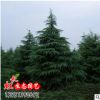 大雪松 基地銷售3-6米雪松樹(shù) 綠化工程專用苗木 大小規(guī)格齊全