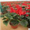 雙色盆一串紅 山東青州大量供應(yīng)優(yōu)質(zhì)租擺草花一串紅 顆型好 苗壯