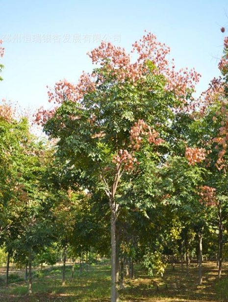 供應(yīng)優(yōu)質(zhì)黃山欒樹價格，安徽貨源