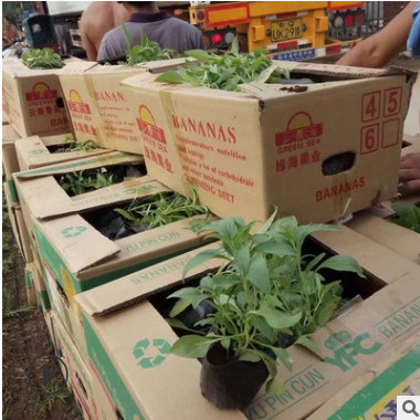 供應(yīng)高品質(zhì)鼠尾草 景觀(guān)綠化用 青州基地直銷(xiāo)