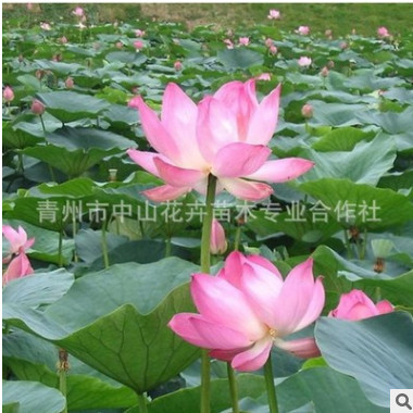 優(yōu)質(zhì)荷花批發(fā) 基地直銷(xiāo) 水生花卉 質(zhì)優(yōu)價(jià)廉