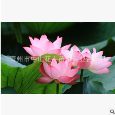 優(yōu)質(zhì)荷花批發(fā) 荷花盆景供應(yīng) 免費(fèi)裝車(chē) 全國(guó)供應(yīng) 火熱銷(xiāo)售中