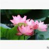 優(yōu)質(zhì)荷花批發(fā) 荷花盆景供應(yīng) 免費(fèi)裝車 全國(guó)供應(yīng) 火熱銷售中