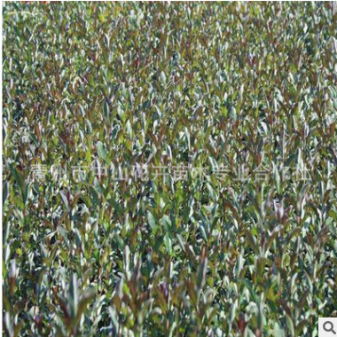 【超實(shí)惠】?jī)?yōu)質(zhì)水蠟小苗 水蠟價(jià)格 水蠟批發(fā) 水蠟基地