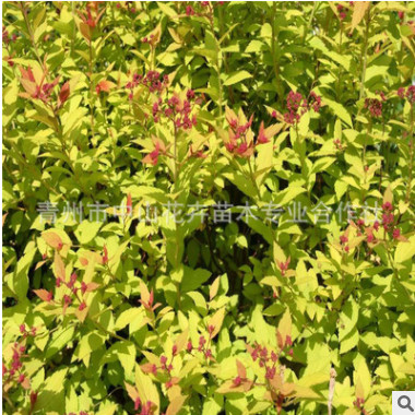 【新資訊！】青州優(yōu)質(zhì)繡線(xiàn)菊 繡線(xiàn)菊?qǐng)?bào)價(jià) 繡線(xiàn)菊基地 繡線(xiàn)菊批發(fā)