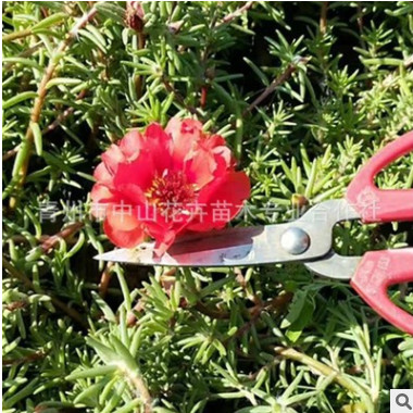 基地直銷(xiāo)半枝蓮批發(fā) 混色種植 大花馬齒莧杯苗