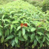 廣州香樟小苗大量低價供應,廣州香樟小苗價格