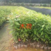 廣州木荷小苗大量低價供應,木荷小苗價格優惠