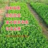 瓜子黃楊苗小葉黃楊苗冬青苗庭院綠化籬笆紅葉石楠苗大葉黃楊樹苗