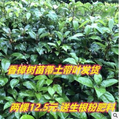 小葉香樟樹苗木庭院行道風(fēng)景綠化樹苗四季常青南北方種植