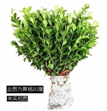 地栽黃楊樹苗綠化工程樹苗瓜子黃楊庭院道路苗木四季常青