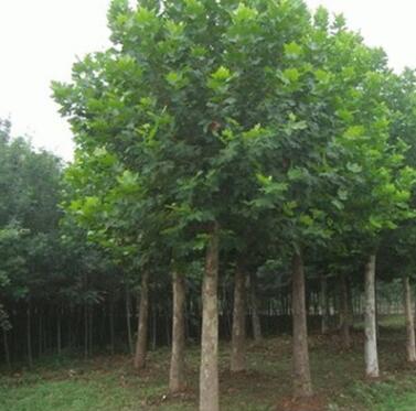 法國梧桐樹法桐樹綠化苗木法桐樹苗小苗法桐苗 速生法桐樹苗