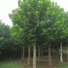 法國梧桐樹法桐樹綠化苗木法桐樹苗小苗法桐苗 速生法桐樹苗