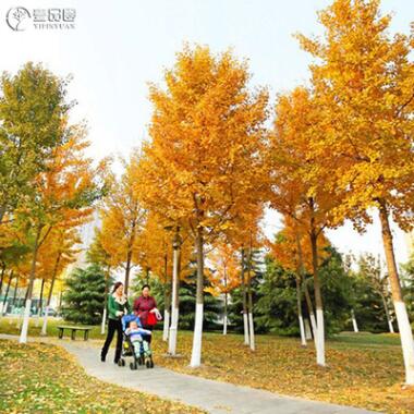 銀杏樹苗 四季綠化苗木庭院植物道路地栽種植景觀樹 白果苗長壽樹