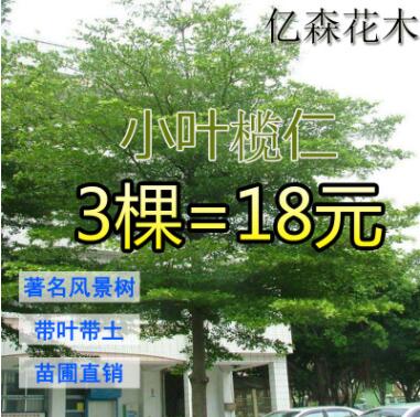小葉欖仁樹苗 雨傘樹 細(xì)葉欖仁苗 非洲欖仁 綠化庭院遮蔭盆栽地栽