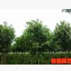 綠化苗木高桿大葉女貞遮蔭遮陽樹苗四季常青不落葉行道樹