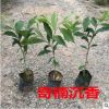 奇楠沉香樹苗 正宗越南奇楠小苗沉香樹苗名貴樹苗綠化樹苗盆栽