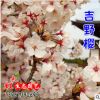 批發(fā)直銷日本櫻花小苗 低價出售 櫻花種苗 行道樹工程綠化苗木