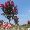 園林綠化苗木批發(fā) 正宗從生紅花紫薇樹苗 百日紅 紅火箭 紅火球