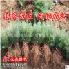 產(chǎn)地低價批發(fā)供應(yīng)松樹雪松小苗 耐寒常青雪松苗 雪松綠化苗工程苗