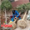 基地批發(fā)桂花苗嫁接金桂樹苗 品種齊全 桂花小苗 八月桂 桂花樹苗