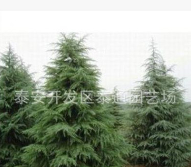 專業生產常青雪松 批量定制耐風霜雪松 廠家直銷優良品種雪松