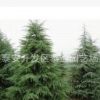 專業生產常青雪松 批量定制耐風霜雪松 廠家直銷優良品種雪松