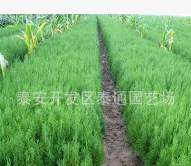 專業生產側柏 扁柏 大量供應花壇綠化側柏 批量定制優良品種側柏