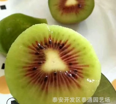 新品種奇異莓軟棗獼猴桃苗配公樹紅陽紅心黃心綠心嫁接獼猴桃苗