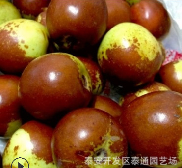 基地直銷新沾冬二號嫁接棗樹苗2年1米以上大青棗雪棗嫁接棗樹苗