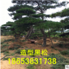 熱銷造型黑松 造型黑松 歡迎實(shí)地考察 多年生造型黑松