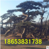 熱銷常綠性造型油松 各種規(guī)格造型油松 歡迎實(shí)地考察