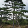 長(zhǎng)期銷售各種易成活平頂松 造型美觀平頂松 景觀綠化松