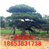 熱銷造型黑松 造型黑松 歡迎實(shí)地考察 多年生造型黑松