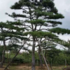 長(zhǎng)期銷售各種易成活平頂松 造型美觀平頂松 景觀綠化松