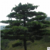 基地常年供應(yīng)華山松 多年種植經(jīng)驗(yàn) 根系發(fā)達(dá)易成活華山松