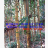 福建黃金間碧玉竹地徑1-10公分高2-6米 漳州基地農戶價格清場出售