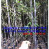 批發福建紫竹墨竹烏竹地徑1-5公分高1-5米 漳州基地農戶清場出售