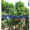 漳州重陽(yáng)木袋苗假植苗 福建基地胸徑20-40公分 精品特選A貨
